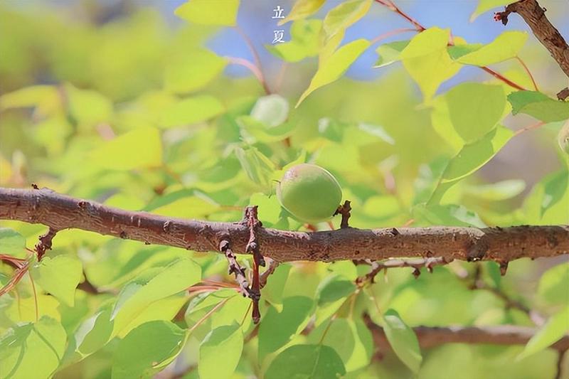  五一假期制度演进与2026年排班全解：政策红利与出行策略深度指南 文化旅游