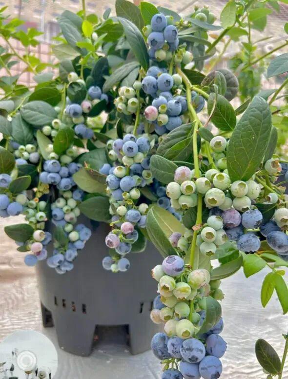  蓝莓盆栽养护深度解析：为何九成爱好者都在交学费 新闻