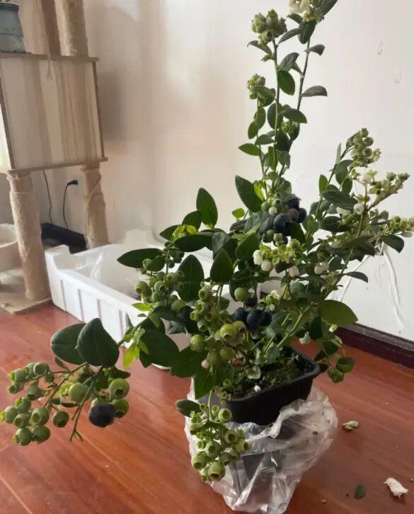  蓝莓盆栽养护深度解析：为何九成爱好者都在交学费 新闻