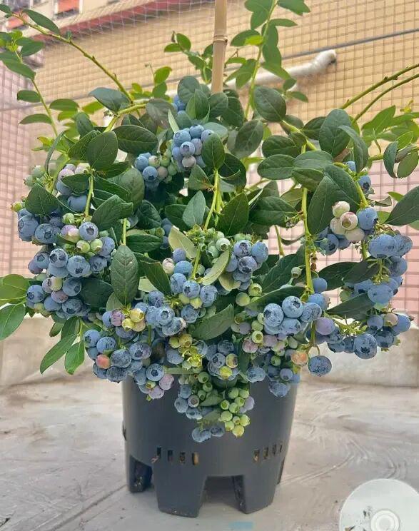  蓝莓盆栽养护深度解析：为何九成爱好者都在交学费 新闻