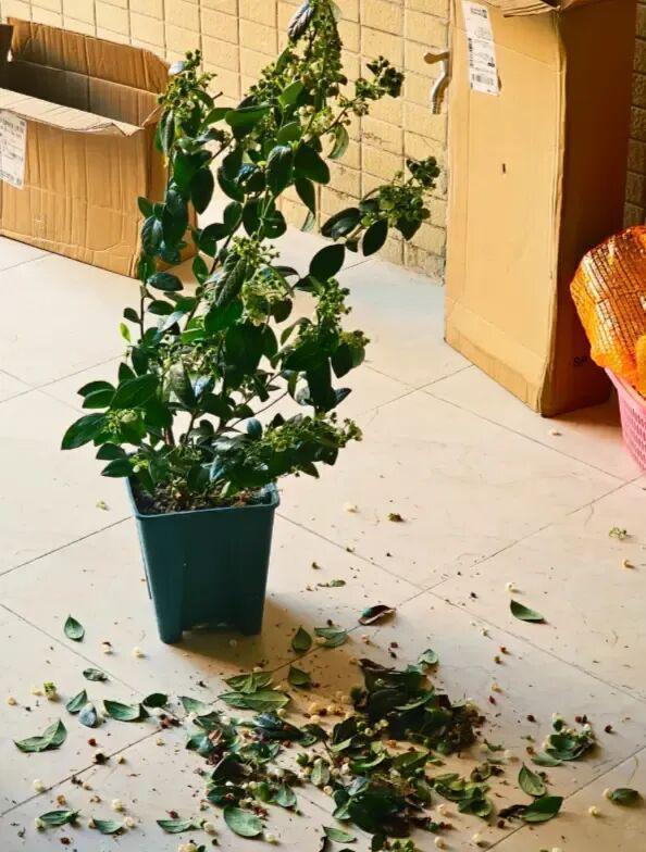  蓝莓盆栽养护深度解析：为何九成爱好者都在交学费 新闻