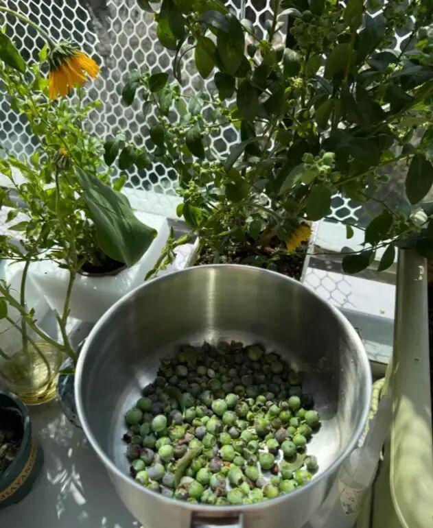  蓝莓盆栽养护深度解析：为何九成爱好者都在交学费 新闻