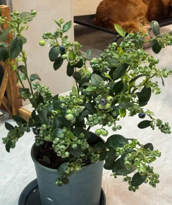  蓝莓盆栽养护深度解析：为何九成爱好者都在交学费 新闻