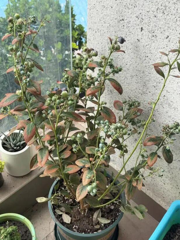  蓝莓盆栽养护深度解析：为何九成爱好者都在交学费 新闻